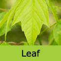 Acer Negundo Ash Leaved Maple Tree, FAST GROWING + DROUGHT RESISTANT **FREE UK MAINLAND DELIVERY + FREE 3 YEAR LTD TREE WARRANTY**