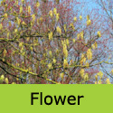 Acer Negundo Ash Leaved Maple Tree, FAST GROWING + DROUGHT RESISTANT **FREE UK MAINLAND DELIVERY + FREE 3 YEAR LTD TREE WARRANTY**