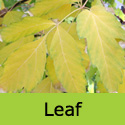 DELIVERED SEPTEMBER 2022 Acer Negundo Ash Leaved Maple Tree, Height 150-250cm 5-20L Pot, FAST GROWING + DROUGHT RESISTANT **FREE UK MAINLAND DELIVERY + FREE 3 YEAR LTD TREE WARRANTY**