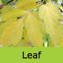 Acer Negundo Ash Leaved Maple Tree, FAST GROWING + DROUGHT RESISTANT **FREE UK MAINLAND DELIVERY + FREE 3 YEAR LTD TREE WARRANTY**