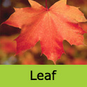 Acer Norwegian Sunset Norway Maple Tree, RED COLOURS + EXPOSED SITE **FREE UK MAINLAND DELIVERY + FREE 3 YEAR LTD TREE WARRANTY**