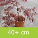 Acer Palmatum Garnet 40+ cm