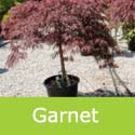 Mature Japanese Maple Tree Acer Palmatum Garnet, AWARD + SMALL + REDUCES CRIME **FREE DELIVERY +3 YEAR LTD WARRANTY**