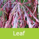 Acer Palmatum Garnet red leaf