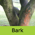 Acer Palmatum Osakazuki bark