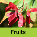 Acer Palmatum Osakazuki fruits