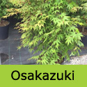 Mature Osakazuki Japanese Maple Tree (Acer palmatum Osakazuki), AWARD + LONG LASTING COLOURS **FREE UK MAINLAND DELIVERY + TREE WARRANTY**