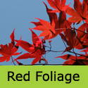 Acer Palmatum Osakazuki red leaves