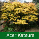 DELIVERED SEPTEMBER 2022 Japanese Maple Tree (Acer palmatum `Katsura`) Ht. 0.5-1.0m in 3-10L Container **PRICE INCLUDES FREE UK MAINLAND DELIVERY**