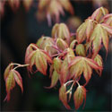 DELIVERED SEPTEMBER 2022 Japanese Maple Tree (Acer palmatum `Katsura`) Ht. 0.5-1.0m in 3-10L Container **PRICE INCLUDES FREE UK MAINLAND DELIVERY**