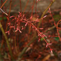 Japanese Maple Tree Acer palmatum Katsura **PRICE INCLUDES FREE UK MAINLAND DELIVERY**