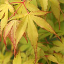 Japanese Maple Tree Acer palmatum Katsura **PRICE INCLUDES FREE UK MAINLAND DELIVERY**