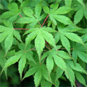 Japanese Maple Tree Acer palmatum Katsura **PRICE INCLUDES FREE UK MAINLAND DELIVERY**