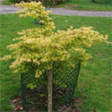 Japanese Maple Tree Acer palmatum Katsura **PRICE INCLUDES FREE UK MAINLAND DELIVERY**