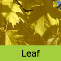 Acer Platanoides Norway Maple Tree, FAST GROWING + AWARD **FREE UK MAINLAND DELIVERY + FREE 3 YEAR LTD TREE WARRANTY**