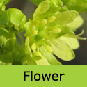 Acer Platanoides Norway Maple Tree, FAST GROWING + AWARD **FREE UK MAINLAND DELIVERY + FREE 3 YEAR LTD TREE WARRANTY**