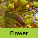 Acer Platanoides Norway Maple Tree, FAST GROWING + AWARD **FREE UK MAINLAND DELIVERY + FREE 3 YEAR LTD TREE WARRANTY**