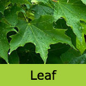 Acer Platanoides Norway Maple Tree, FAST GROWING + AWARD **FREE UK MAINLAND DELIVERY + FREE 3 YEAR LTD TREE WARRANTY**