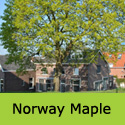 Acer Platanoides Norway Maple Tree, FAST GROWING + AWARD **FREE UK MAINLAND DELIVERY + FREE 3 YEAR LTD TREE WARRANTY**