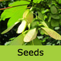 Acer Pseudoplatanus Sycamore Tree, , COAST + EXPOSED SITES + LARGE SIZE **FREE UK MAINLAND DELIVERY + FREE 3 YEAR LTD TREE WARRANTY**
