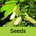 DELIVERED SEPTEMBER 2024 Acer Pseudoplatanus Sycamore Tree, , COAST + EXPOSED SITES + LARGE SIZE **FREE UK MAINLAND DELIVERY + FREE 3 YEAR LTD TREE WARRANTY**