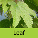 Acer Pseudoplatanus Sycamore Tree, , COAST + EXPOSED SITES + LARGE SIZE **FREE UK MAINLAND DELIVERY + FREE 3 YEAR LTD TREE WARRANTY**