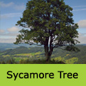 Acer Pseudoplatanus Sycamore Tree, , COAST + EXPOSED SITES + LARGE SIZE **FREE UK MAINLAND DELIVERY + FREE 3 YEAR LTD TREE WARRANTY**