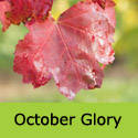 Acer Rubrum October Glory