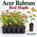 Cell Grown Red Maple Plants – Acer rubrum Saplings for Sale