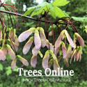 Cell Grown Red Maple Plants – Acer rubrum Saplings for Sale