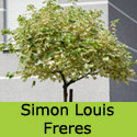 Simon-Louis Freres Sycamore Tree Acer pseudoplatanus Simon Louis Freres, COASTAL + VARIAGATED LEAVES + WILDLIFE ** FREE UK MAINLAND DELIVERY + FREE 3 YEAR LTD TREE WARRANTY**