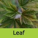 Simon Louis Freres Sycamore tree leaf