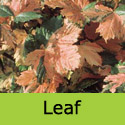 Simon Louis Freres Sycamore tree pink leaf