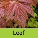Simon Louis Freres Sycamore trees dark pink leaf