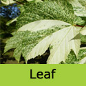 Simon Louis Freres Sycamore tree varieagated leaf