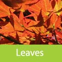 Acer Palmatum Atropurpureum leaves