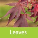 Acer Palmatum Atropurpureum leaves