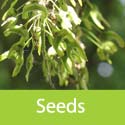 Acer Palmatum Atropurpureum seeds