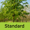 Red Horse Chestnut Tree Aesculus Briotii standard shape