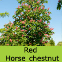 Red Horse Chestnut Tree Aesculus Briotii flower