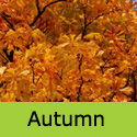 Aesculus hippocastanum Horse Chestnut Autumn colours