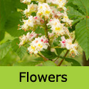 Aesculus hippocastanum Horse Chestnut flowers