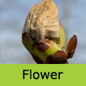 Aesculus hippocastanum Horse Chestnut flower