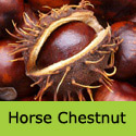Mature Horse Chestnut Tree (Aesculus hippocastanum) *FREE UK MAINLAND DELIVERY + FREE TREE WARRANTY*