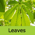 Aesculus hippocastanum Horse Chestnut leaves