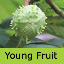 Aesculus hippocastanum Horse Chestnut young fruit