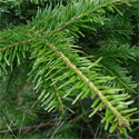 Silver Fir Tree (Abies Alba) 10-20cm Trees, WET + DRY + SHADY + EVERGREEN + HONEY FUNGUS RESISTANT