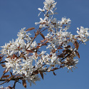 <font color="red">DELIVERED SEPTEMBER 2024</font> Amelanchier La Paloma, Snowy Mespilus Tree **FREE UK MAINLAND DELIVERY + FREE 100% TREE WARRANTY**