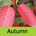 Amelanchier Lamarckii Autumn leaf