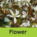 Amelanchier Lamarckii Flower